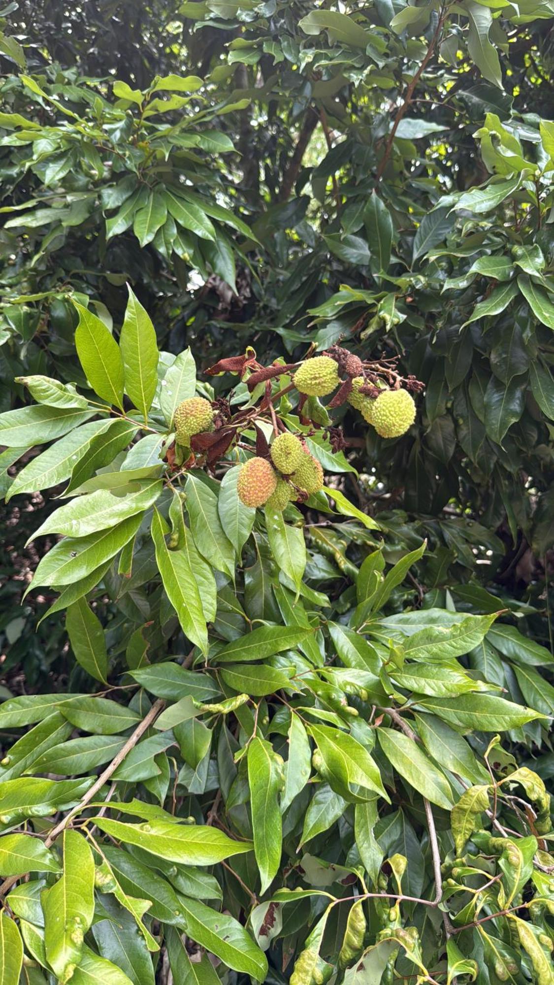Casarao Verde Sao Luiz do Paraitinga Kültér fotó